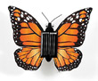 Papillon solaire