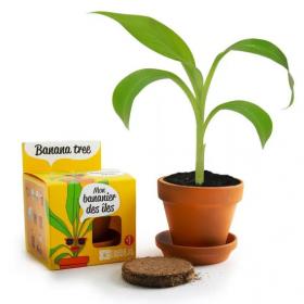 Mini-pot Bananier