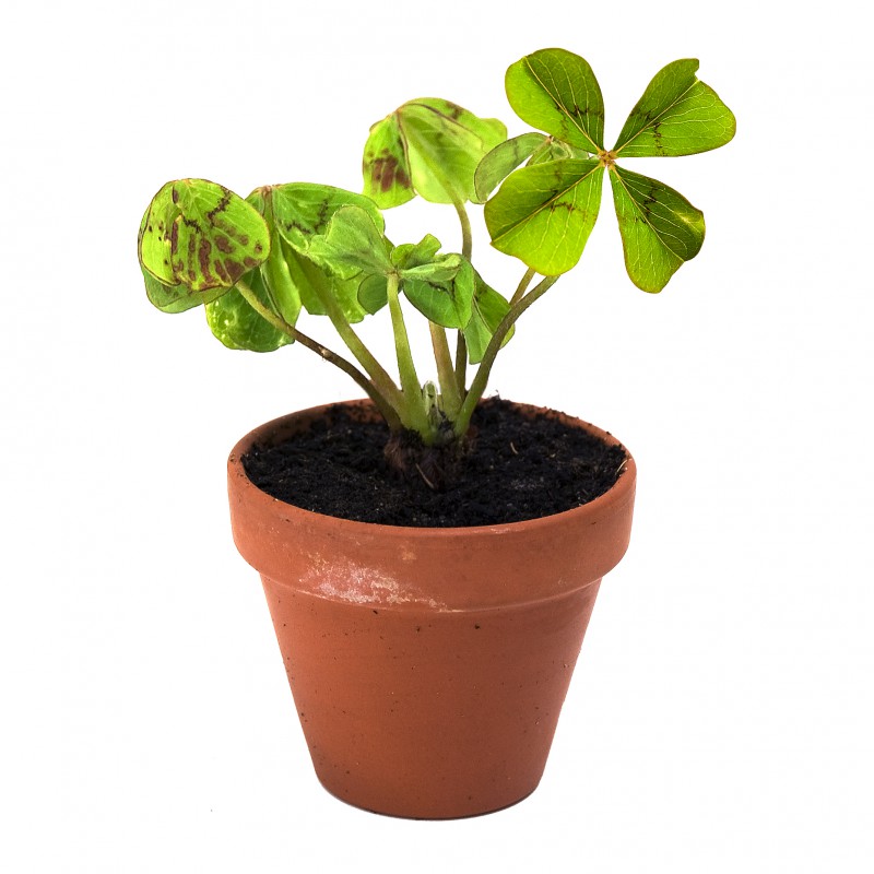 Mini-pot Trèfle à 4 feuilles, Science & nature
