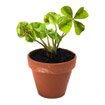 Mini-pot Trèfle à 4 feuilles