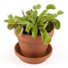 Mini Plant Venus Flytrap