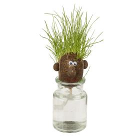 Mr. Grasshead