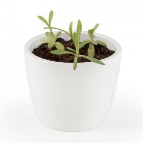 Mini Plant Edelweiss