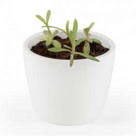 Mini-pot Edelweiss