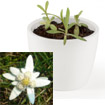 Mini Plant Edelweiss