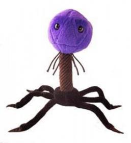 Peluche Phage T4