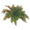 Resurrection Plant