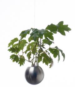 Hanging Garden (8 cm)