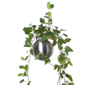 Hanging Garden (12 cm)