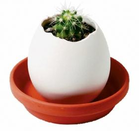 Oeuf magique Eggling - Cactus