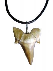 Shark tooth fossil