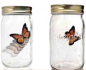 Butterfly in a Jar