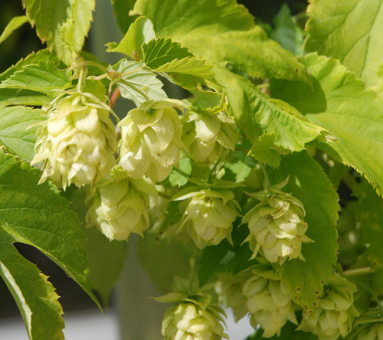 Mini-pot Houblon pour bière, Science & nature