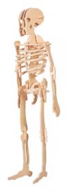 Squelette en bois