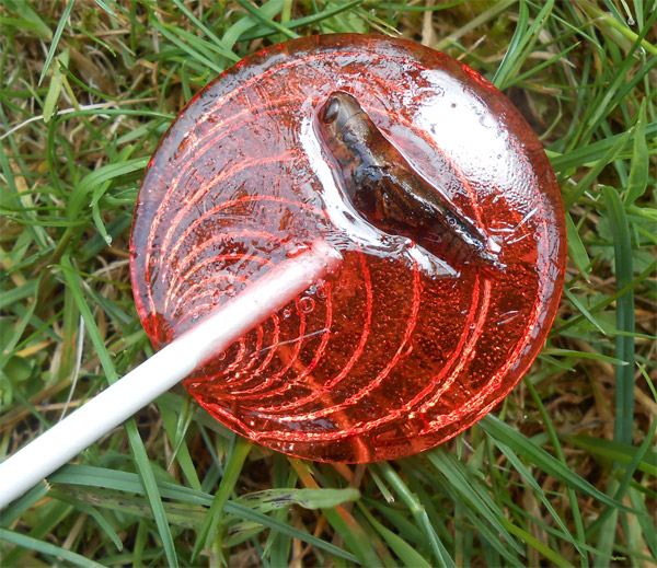 Bonbons Zizi goût Fraise : : Cuisine et Maison