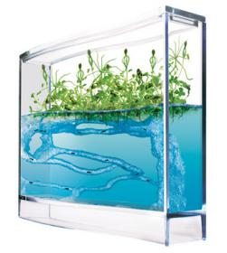 Antquarium Forest - Ant farm