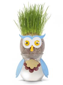 Owl Grasshead