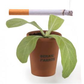 Mini Plant Virginia Tobacco