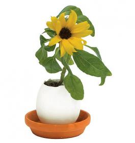 Eggling - Sunflower