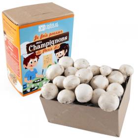 Mushroom Grow Mini-kit for Kids
