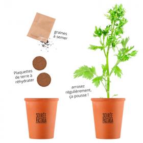 Mini-pot Plante  pastis