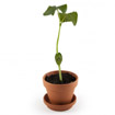Mini Plant Magic bean 'Heart"