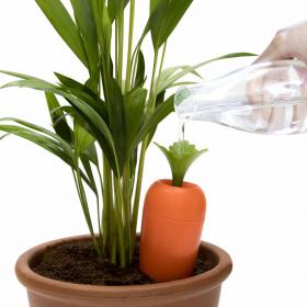 Watering Carrot