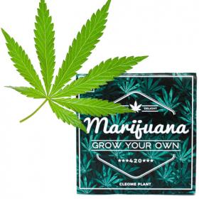 Mini-pot Marijuana