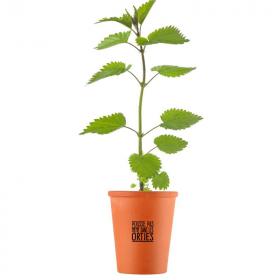 Mini Plant Nettles