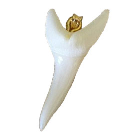 Mako Shark Tooth