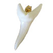 Mako Shark Tooth